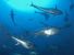 Conferenza sull'estinzione del tonno rosso nel Mediterraneo
