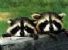 Animal Resistance di SuperSoundpost