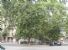 24 alberi (bagolari centenari e platani) in Piazza Lavater ,Milano,sono a rischio !!!!