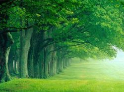 albero