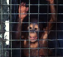 foto presa da www.bloccoanimalista.org