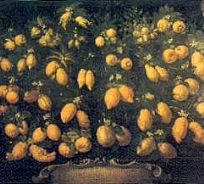 Collezione di agrumi - Bartolomeo Bimbi, 1717