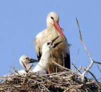 foto presa da ecologiae.com