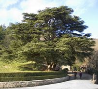 Cedro del Libano monumentale di Badia a Coltibuono