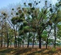 foto presa da it.123rf.com