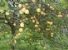 I LIMONI