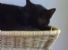 IL PAESAGGIO E' UNO STATO D'ANIMO - La riabilitazione del gatto nero