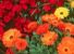 MANUALE DI CONVIVENZA - Fiori e piante selvatiche sui nostri balconi