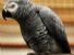 Manuale di convivenza - Piovono pappagalli