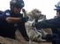 Aiuti agli animali colpiti dal disastro in Giappone