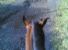 Passeggiate a cavallo: saper distinguere