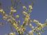 Bianco primavera