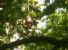 Test del palloncino