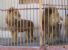 Spirito della rivoluzione: l'Egitto si muove anche per gli animali e l'ambiente