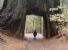 IL PAESAGGIO E' UNO STATO D'ANIMO - Il ragazzo e la sequoia