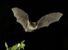 PIPISTRELLI, ZANZARE E BAT BOX