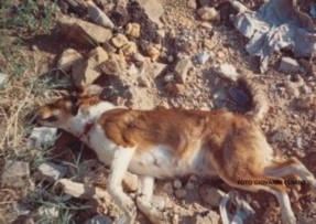 La strage silenziosa. Centinaia di cani da tartufo vittime ogni anno del veleno
