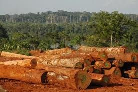 Stop al commercio illegale di legname: l'Unione Europea e il Camerun firmano un accordo