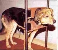 SPERIMENTAZIONE SU ANIMALI: Fare Ambiente, no alla nuova direttiva