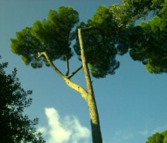 Pinete e filari di pini a rischio in tutta Italia