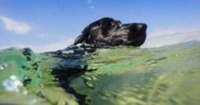 In mare la vita di Fido non vale mezz'ora di ritardo