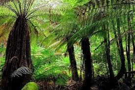 Gunns Limited, la principale impresa forestale della Tasmania dice stop alla deforestazione