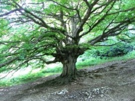 Alberi della civiltà