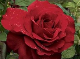 Le rose sono amiche dell'anidride carbonica