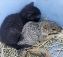 Uno scoiattolo viene adottato da mamma gatta