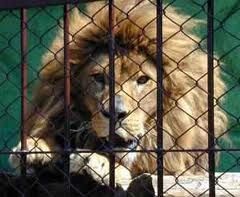 Panico in un circo: i leoni attaccano il domatore
