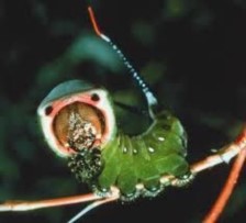 L'infinitamente piccolo apre le porte a un mondo surreale e fantastico.