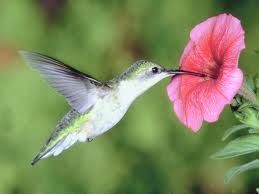 Salvate i colibrì dal rischio estinzione