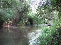 Gli ambientalisti si oppongono al taglio degli alberi lungo il fiume Tronto