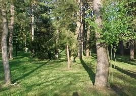 La strage senza fine di pini secolari