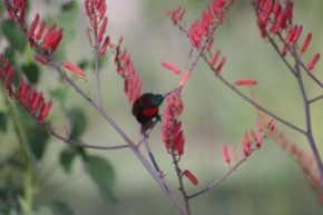 I colibrì si salvano con il ripristino dei loro habitat e con i 