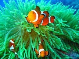 Wwf: stiamo divorando il patrimonio naturale della Terra senza che le risorse si rigenerano
