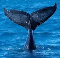Le voci di delfini e balene arrivano sul web