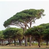 Emergenza abbattimento PINI Santeramo