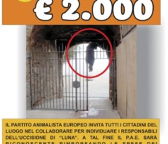 LUNA: LA CAGNETTA UCCISA A TRAPANI – il P.A.E. offre una taglia di 2.000 euro per chi collabora