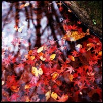 Scene d'autunno