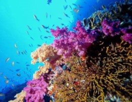 Trovata, a 7mila metri, una specie unica di pesci lumaca