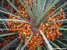 La crescente domanda dell'olio di palma sta mettendo in pericolo diverse foreste tropicali