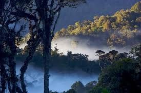 La scomparsa della foreste in Papua Nuova Guinea