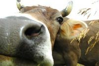 Appello per una mobilitazione animalista e antispecista contro la celebrazione di un massacro - 22-24 Ottobre: Salone del Gusto di Torino