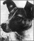 Il Giorno di Laika a Palazzo Valentini: per non dimenticare