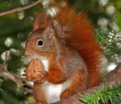Seminario sullo scoiattolo rosso in pericolo estinzione