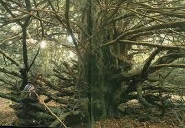 Dalle cellule staminali di un albero, il tasso, si produce un farmaco usato contro i tumori