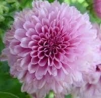 I fiori d'oro di novembre