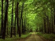 In Pennsylvania, USA, il governatore difende le foreste contro le società minerarie