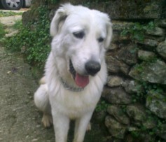 Ode al cane di Pablo Neruda